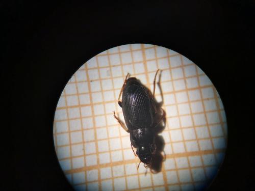 Calathus sp.